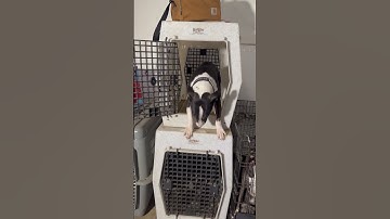 DOG CAGES ARE CRUEL! 😤 #dogtrainer