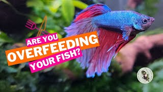 ARE YOU OVERFEEDING YOUR FISH? It Might Not Be Your Fault by Ellie's Exotics 906 views 1 year ago 7 minutes, 31 seconds