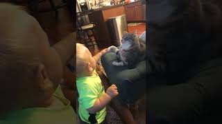 Boy plays with cat seated on couch in living room then gets hit on heat by kitty's paw (Angel 2)