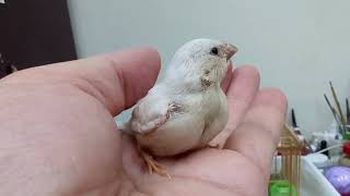 👉 I Raised a Baby Finch From Egg… Now Look at It 🥺🐣