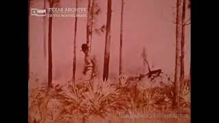 Forests of the South, 1970s