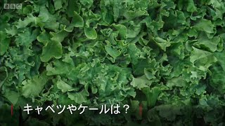 腸のがん予防に効く野菜、英研究で明らかに
