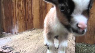 One Week Old Baby Goats Playing