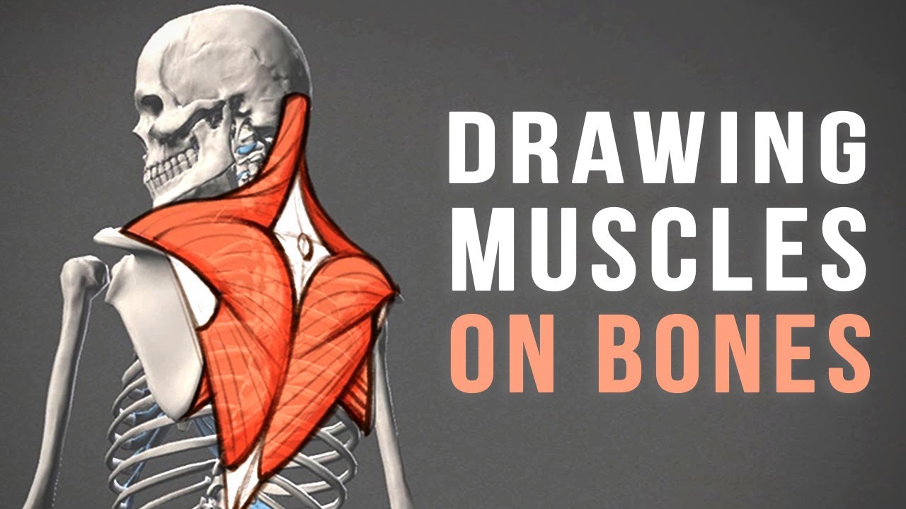 Drawing Back Muscles On Bones Youtube