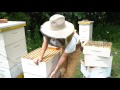 Why Managing Bee Hives as Single Brood Chambers Works