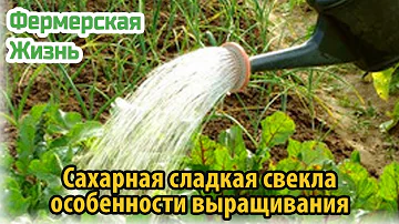 Сахарная сладкая свекла особенности выращивания