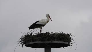 White storks in Denmark Kliplev 18 april 2024