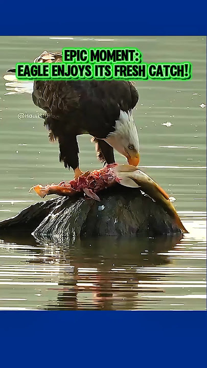 Wild Eagle Caught a Big Reward‼️