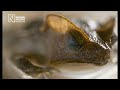 Frog Vision and Research at the Natural History Museum