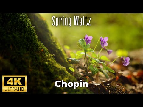 Spring Waltz (Mariage d'Amour) Chopin 4K