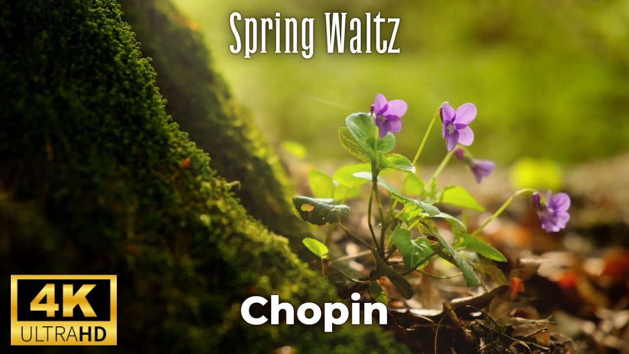 Spring Waltz Mariage dAmour Chopin 4K