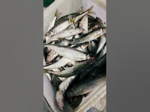 #корюшка-азиатка#зимняя рыбалка 🐟 🐟 🐟 - YouTube