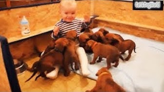 犬かわいい Youtube