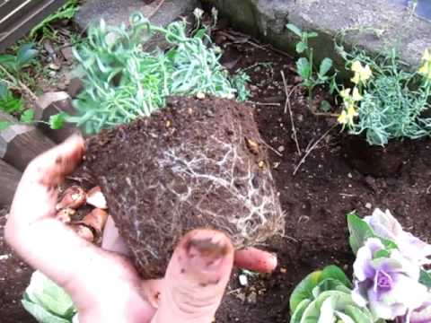 簡単花生活 植える前の苗の根っこのほぐし方 Youtube