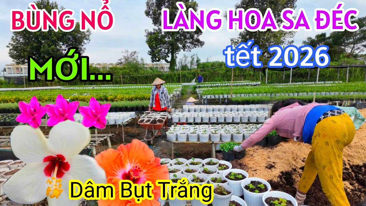 LÀNG HOA SA ĐÉC GẤP RÚT CHUẨN BỊ HOA KIỂNG ĐÓN TẾT BÍNH NGỌ 2026 XUẤT HIỆN HOA DÂM BỤT TRẮNG ĐỘC LẠ