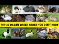 Top 60 rabbit breeds names you did not know
