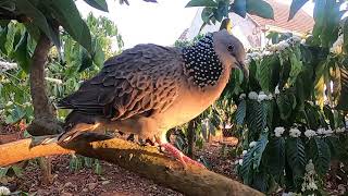 My Spotted Turtle Dove Cooing | Calls of a Spotted Dove Sound, turtle dove call