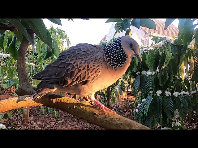 My Spotted Turtle Dove Cooing | Calls of a Spotted Dove Sound, turtle dove call class=