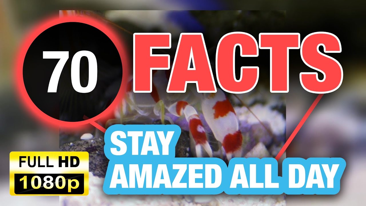 70 Weird Facts That Will Blow Your Mind Away! - YouTube