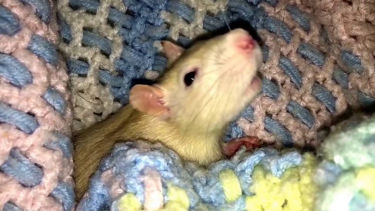 fish eat fish Cuddling with Romeo