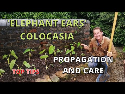 Video: Indoor Elephant Ear Plant - Pangangalaga sa Houseplant Ng Colocasia