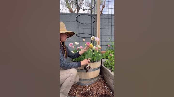 How to grow tulips 101