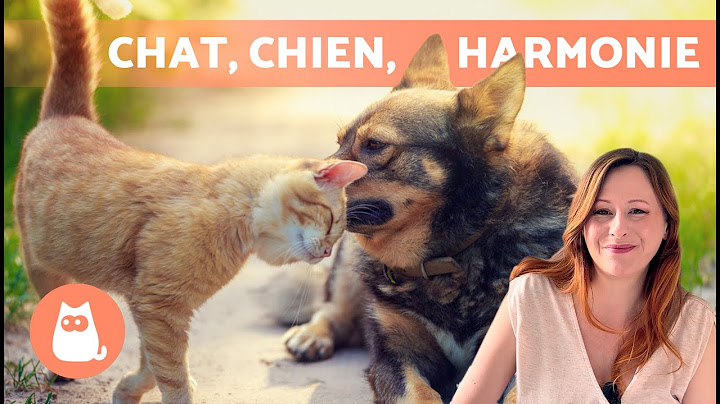 Comment faire pour que mon CHAT ACCEPTE mon CHIEN ? 🐈🐕