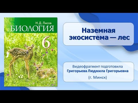 Видео: Каковы основные особенности лиственного леса?