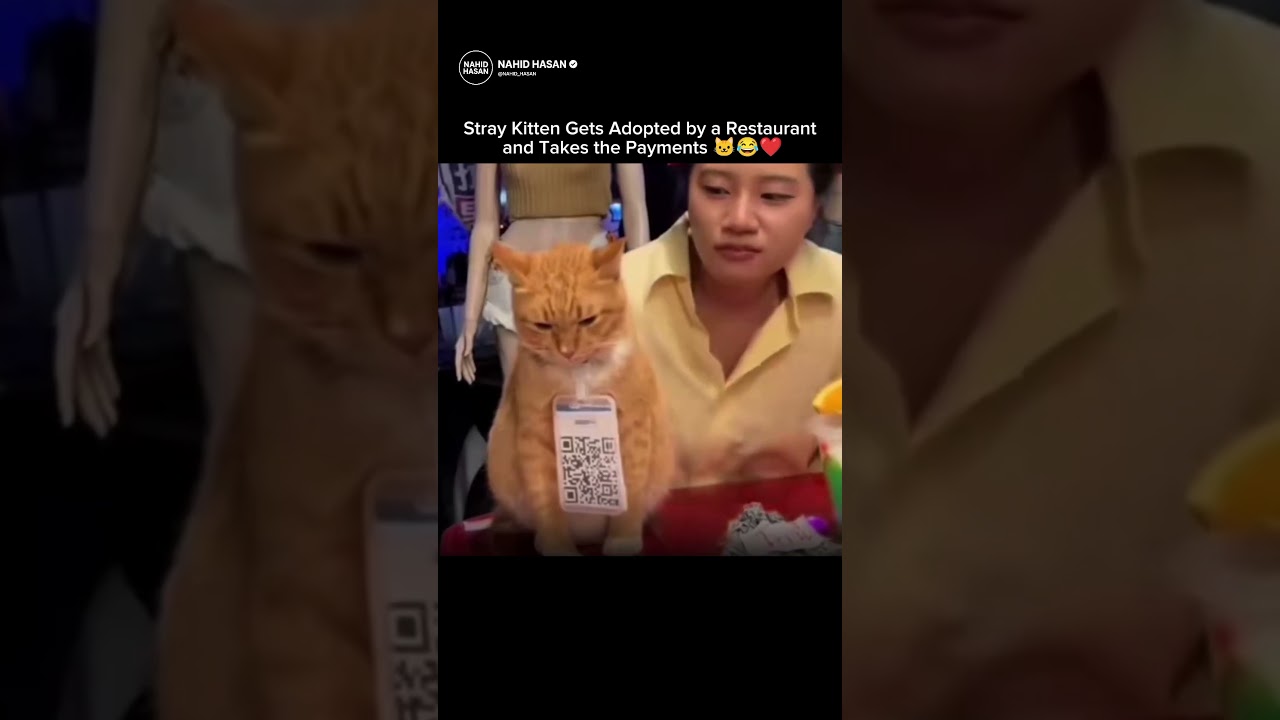 Stray Kitten Gets Adopted by a Restaurant and Takes the Payments 🐱😂❤️