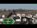 Spring Snow Goose Hunting with Up North Outdoors Over Deadly® Decoys Windsocks #21   2016