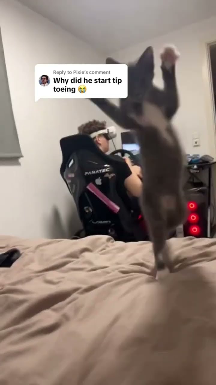 Prvnci turned into a Kittyo and was like rahhh ima get you