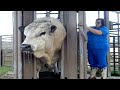 Amazing Modern Automatic Cow Farming Technology   Fastest Feeding, Cleaning and Milking Machines ▶2