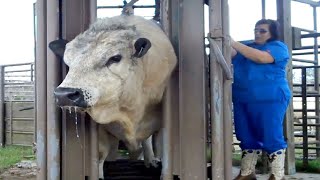 Все должны смотреть видео: Невероятно современная автоматизированная технология разведения коров ▶2