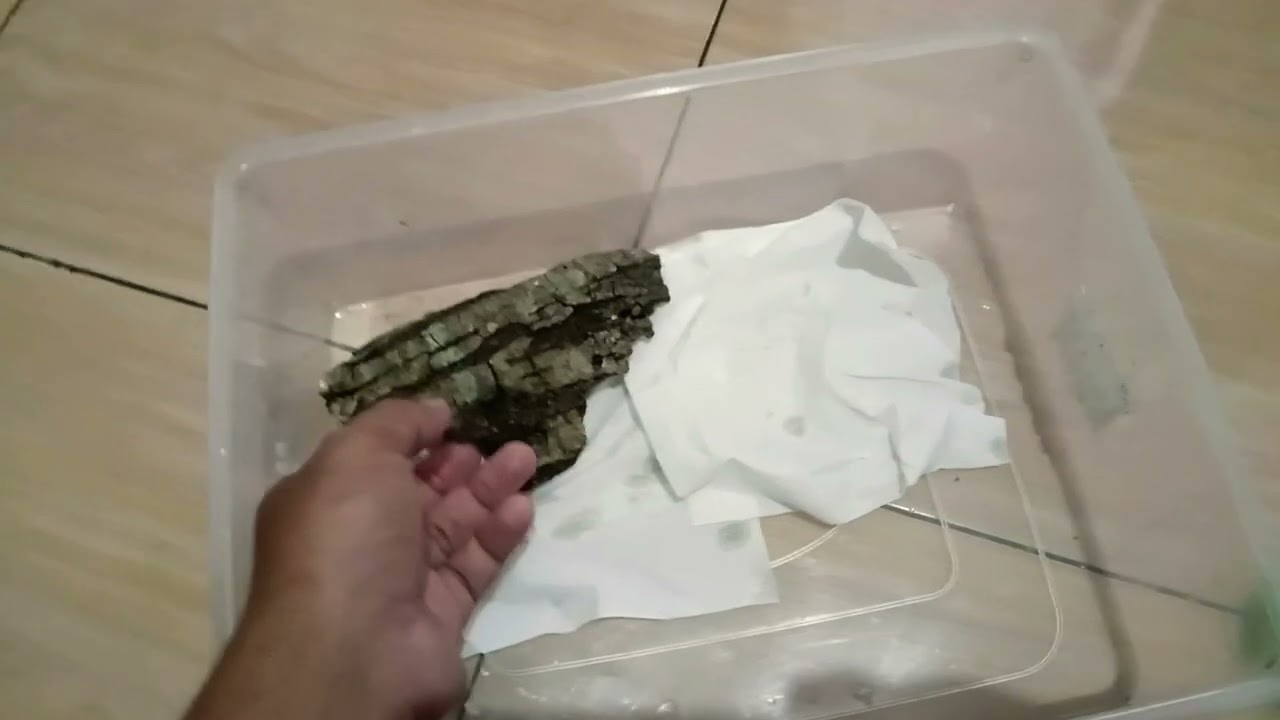 seting kandang tokek sederhana murah/set up kandang tokek rumah