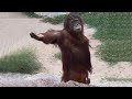 Laugh a lot with the funny moments of monkeys   funniest animals
