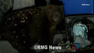 Huge bear spotted searching for food overnight in Sierra Madre, California.