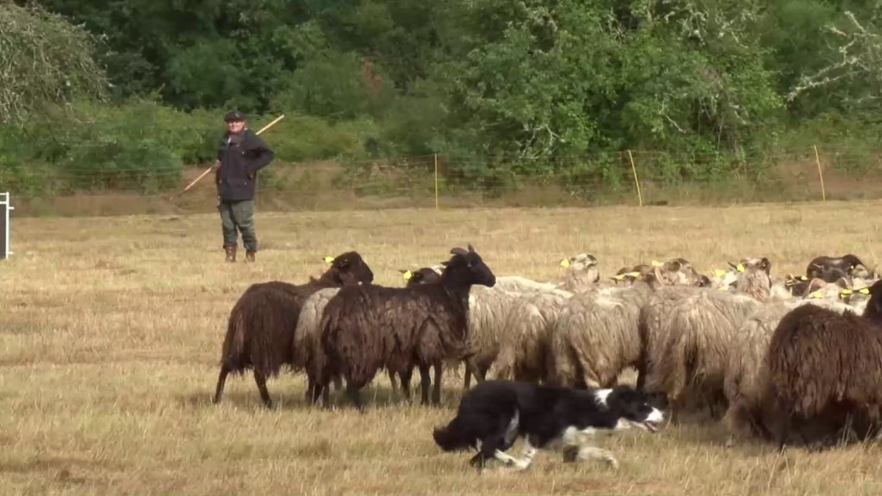 Losse 2017 Chiens De Troupeaux