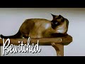 Bewitched | Has Samantha Transformed Into A Cat To Keep An Eye On Darrin? | Classic TV Rewind