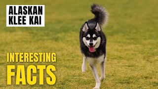 Amazing facts of Alaskan Klee Kai | Interesting Facts | The Beast World