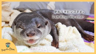 カワウソビンゴです。I am Bingo the otter