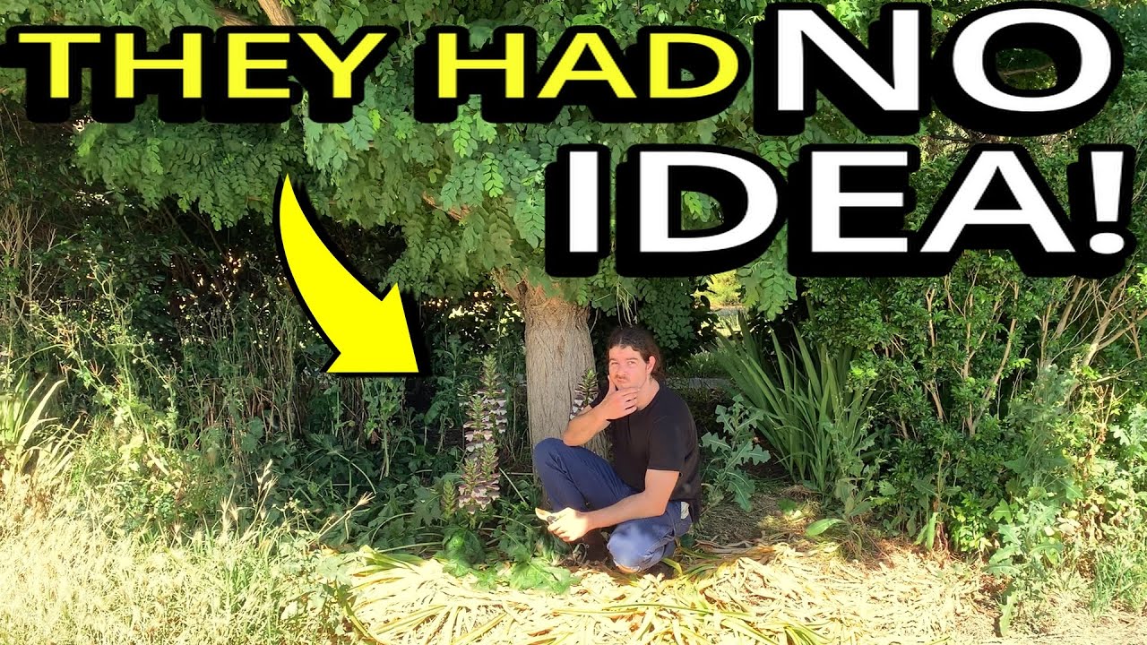 IMAGINE Coming Home To THIS!? - FREE Yard TRANSFORMATION