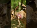 Bird cleans maggot-filled wound on deer #wildlife #nature #animals #shorts