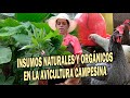 INSUMOS NATURALES Y ORGÁNICOS EN AVICULTURA CAMPESINA