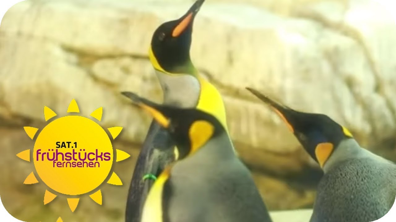 Mutterglück für schwule Pinguine | SAT.1-Frühstücksfernsehen