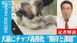 【解説】犬猫にチップ義務化　“期待と課題”　テレビ朝日社会部　川崎豊記者【ABEMA NEWS】(2022年5月31日)