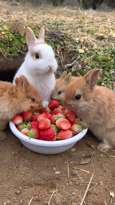 A group of rabbits eat strawberries and are cute. Rabbits. Little cute pets in the countryside.