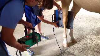 How To Radiograph the Hock