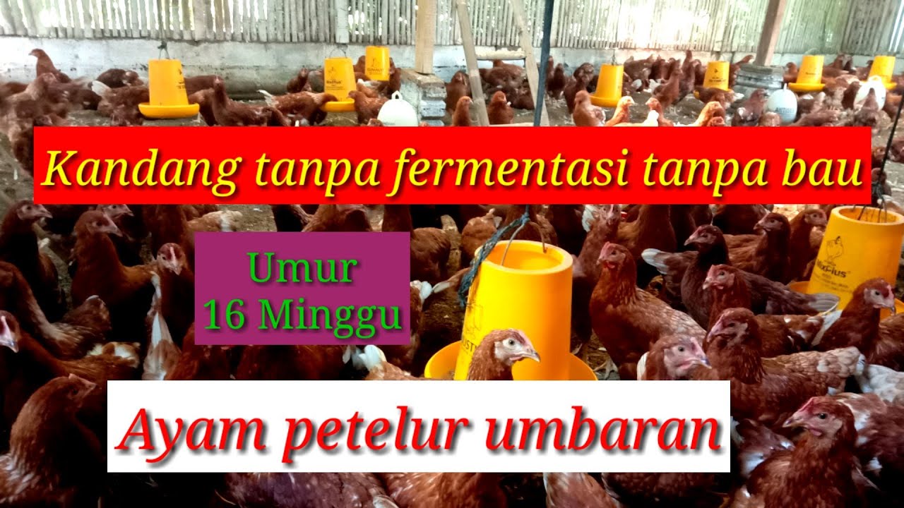 USAHA TERNAK AYAM PETELUR UMBARAN, kandang tanpa lalat tanpa bau 