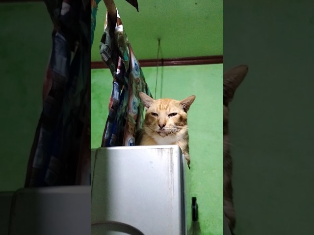 Kucing penunggu warung #videoshorts #shorts #kucing #kucingkampung #cat class=