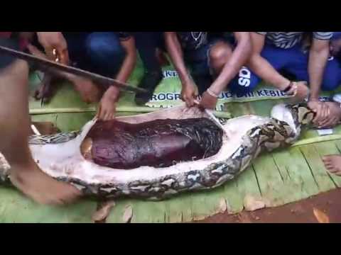 Video: La Ragazza Serpente Vive Nelle Filippine